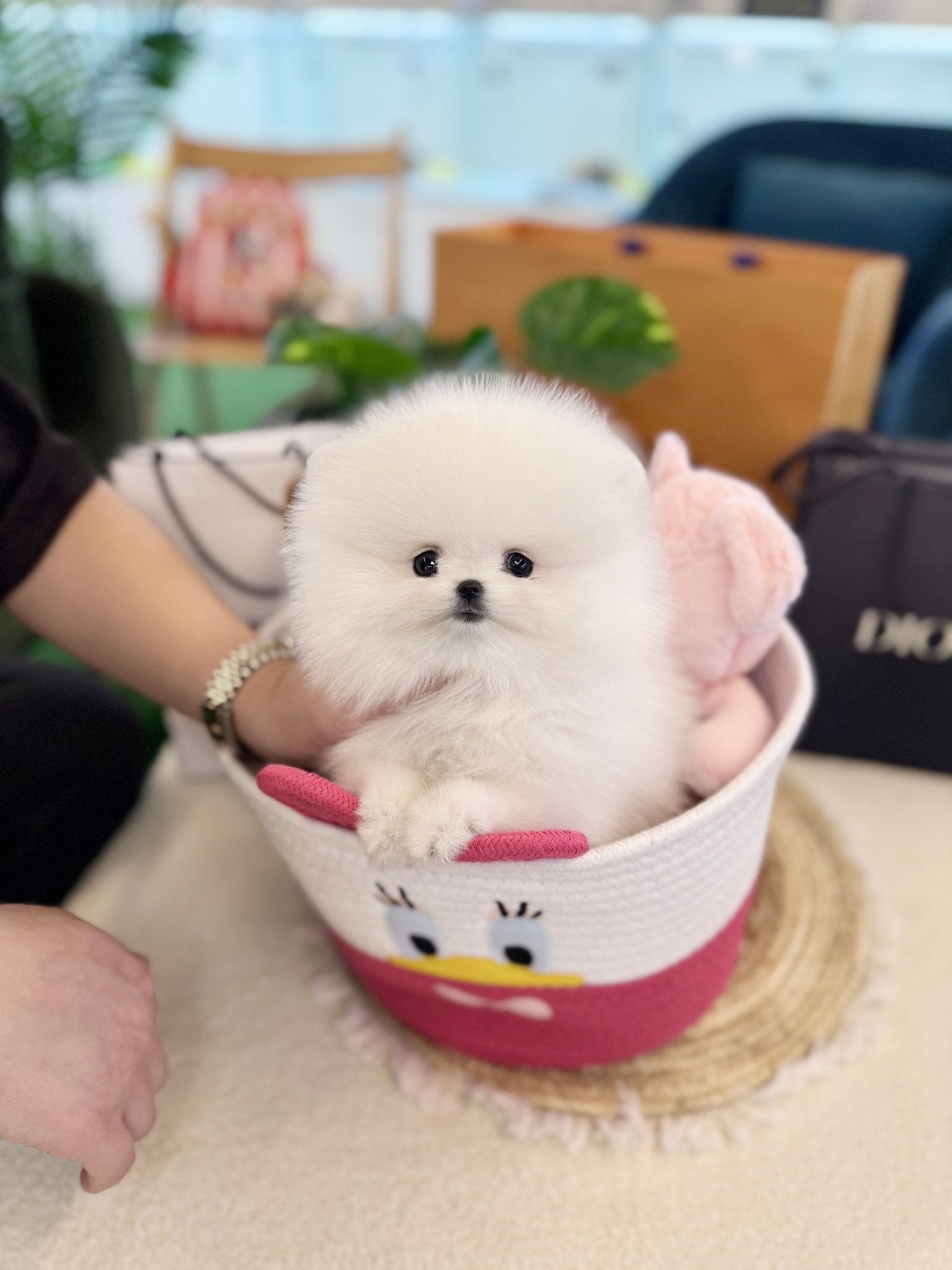 Pomeranian - Lux(Female) - Beautiful puppy teacup puppy with adorable features available for adoption from Velydog