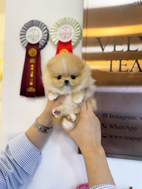 Pomeranian - Macaron(Female) - Beautiful puppy teacup puppy with adorable features available for adoption from Velydog
