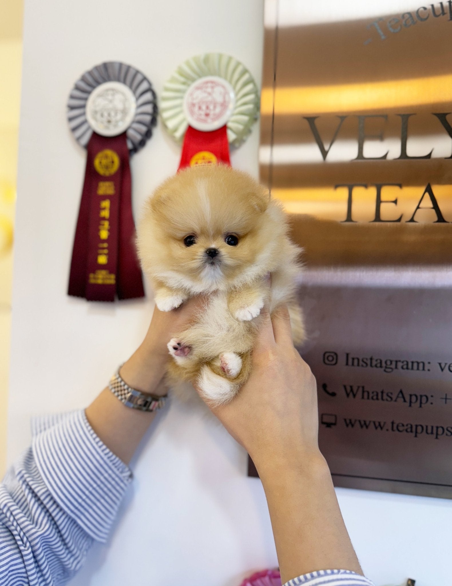 Pomeranian - Macaron(Female) - Beautiful puppy teacup puppy with adorable features available for adoption from Velydog