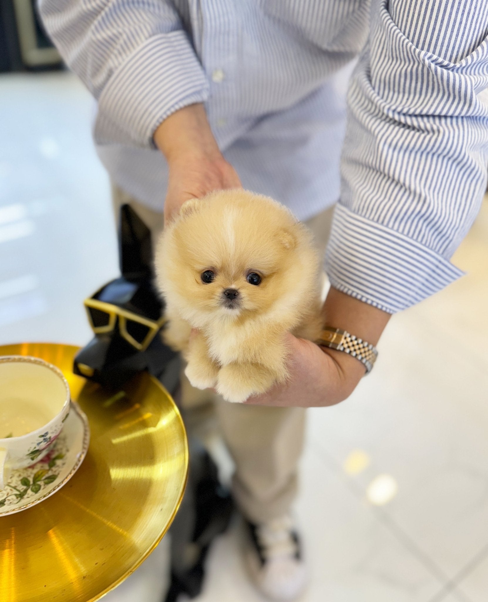 Pomeranian - Macaron(Female) - Beautiful puppy teacup puppy with adorable features available for adoption from Velydog