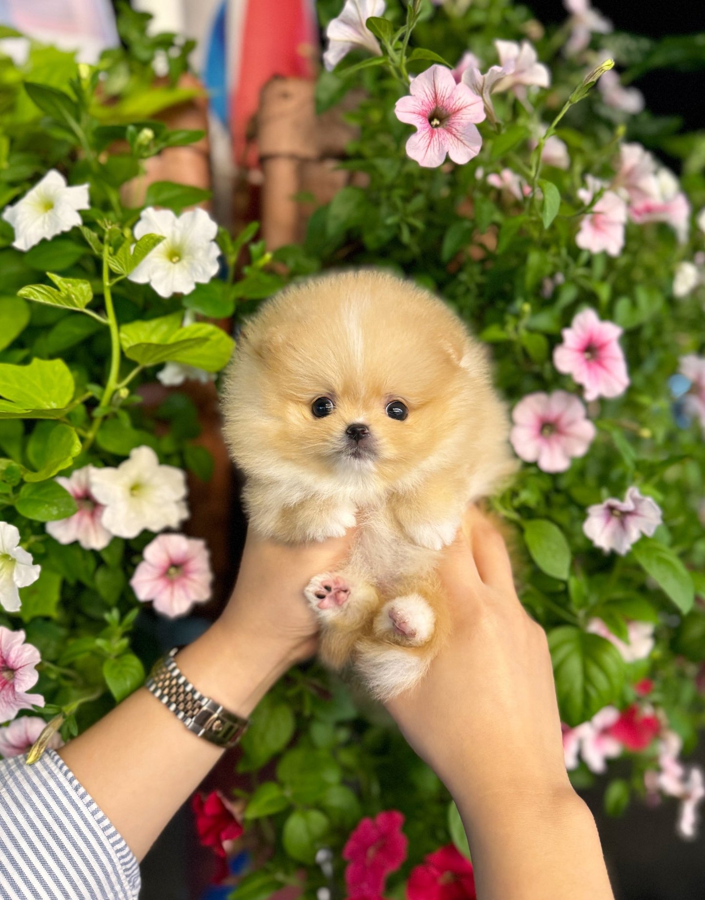 Pomeranian - Macaron(Female) - Beautiful puppy teacup puppy with adorable features available for adoption from Velydog