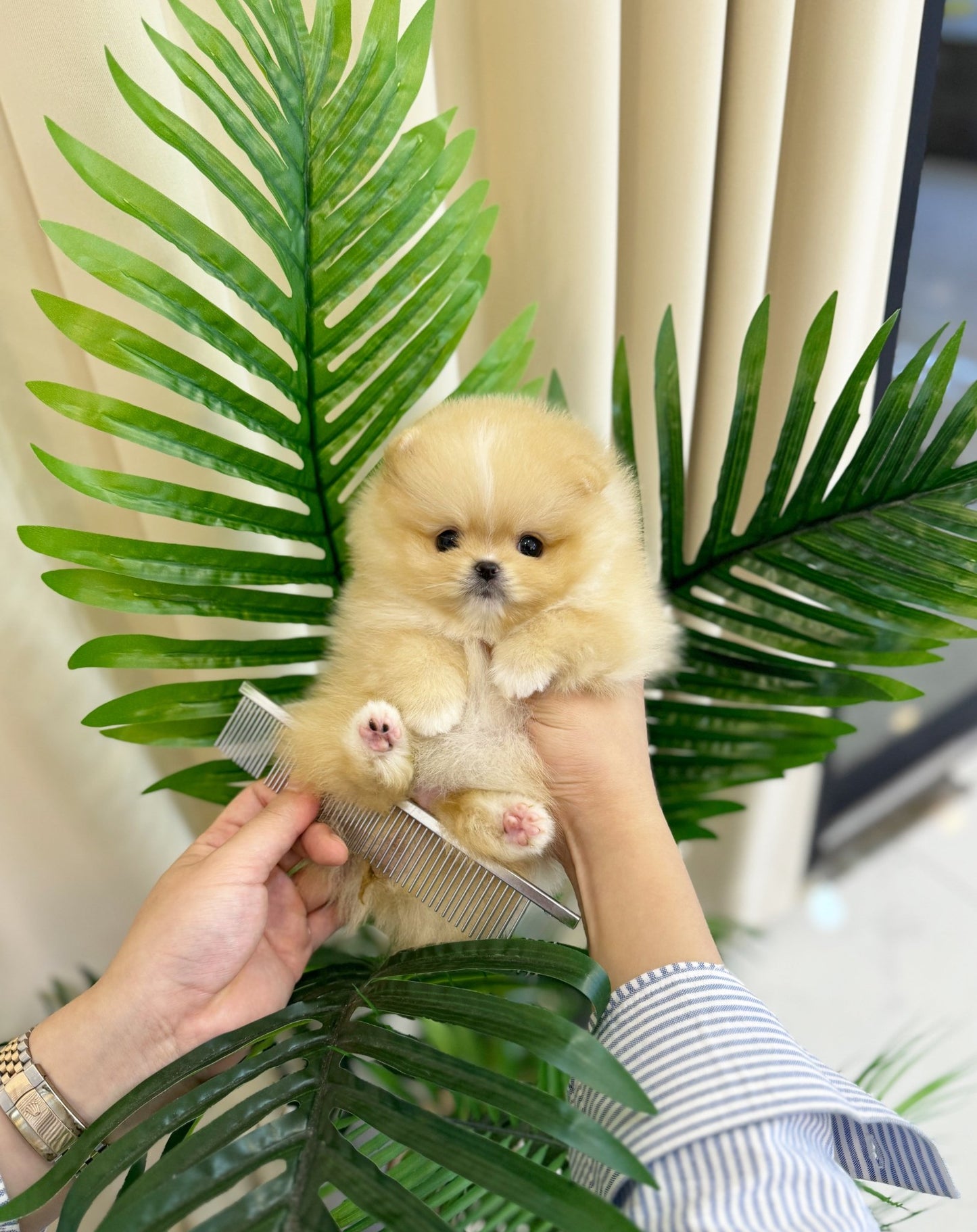 Pomeranian - Macaron(Female) - Beautiful puppy teacup puppy with adorable features available for adoption from Velydog