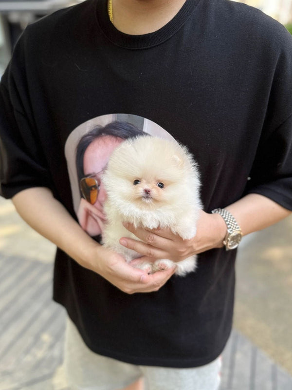 Pomeranian - Maren(Female) - Beautiful puppy teacup puppy with adorable features available for adoption from Velydog