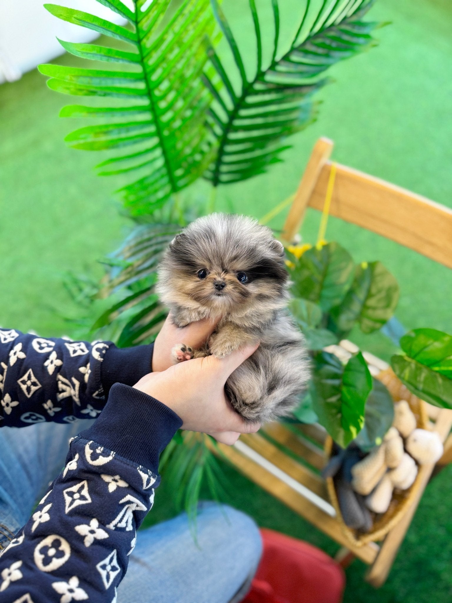 Pomeranian - Marie(Female) - Beautiful puppy teacup puppy with adorable features available for adoption from Velydog