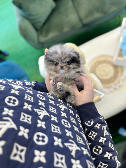 Pomeranian - Marie(Female) - Beautiful puppy teacup puppy with adorable features available for adoption from Velydog