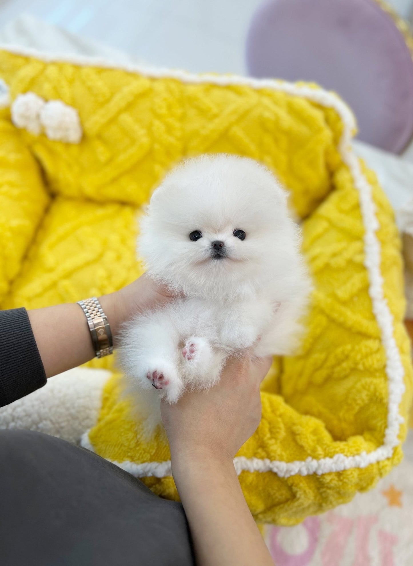 Pomeranian - Marina(Female) - Beautiful puppy teacup puppy with adorable features available for adoption from Velydog