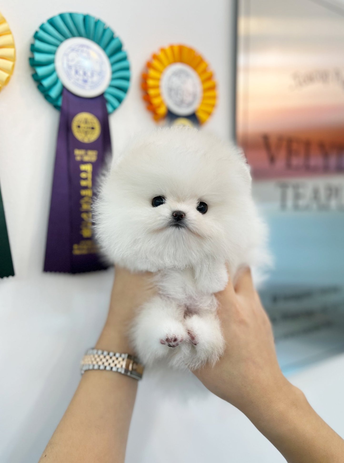 Pomeranian - Marina(Female) - Beautiful puppy teacup puppy with adorable features available for adoption from Velydog