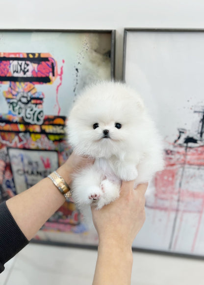 Pomeranian - Marina(Female) - Beautiful puppy teacup puppy with adorable features available for adoption from Velydog