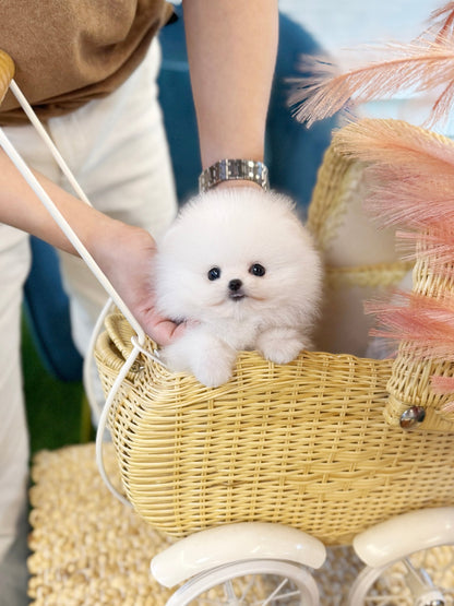 Pomeranian - Mario(Male) - Beautiful puppy teacup puppy with adorable features available for adoption from Velydog