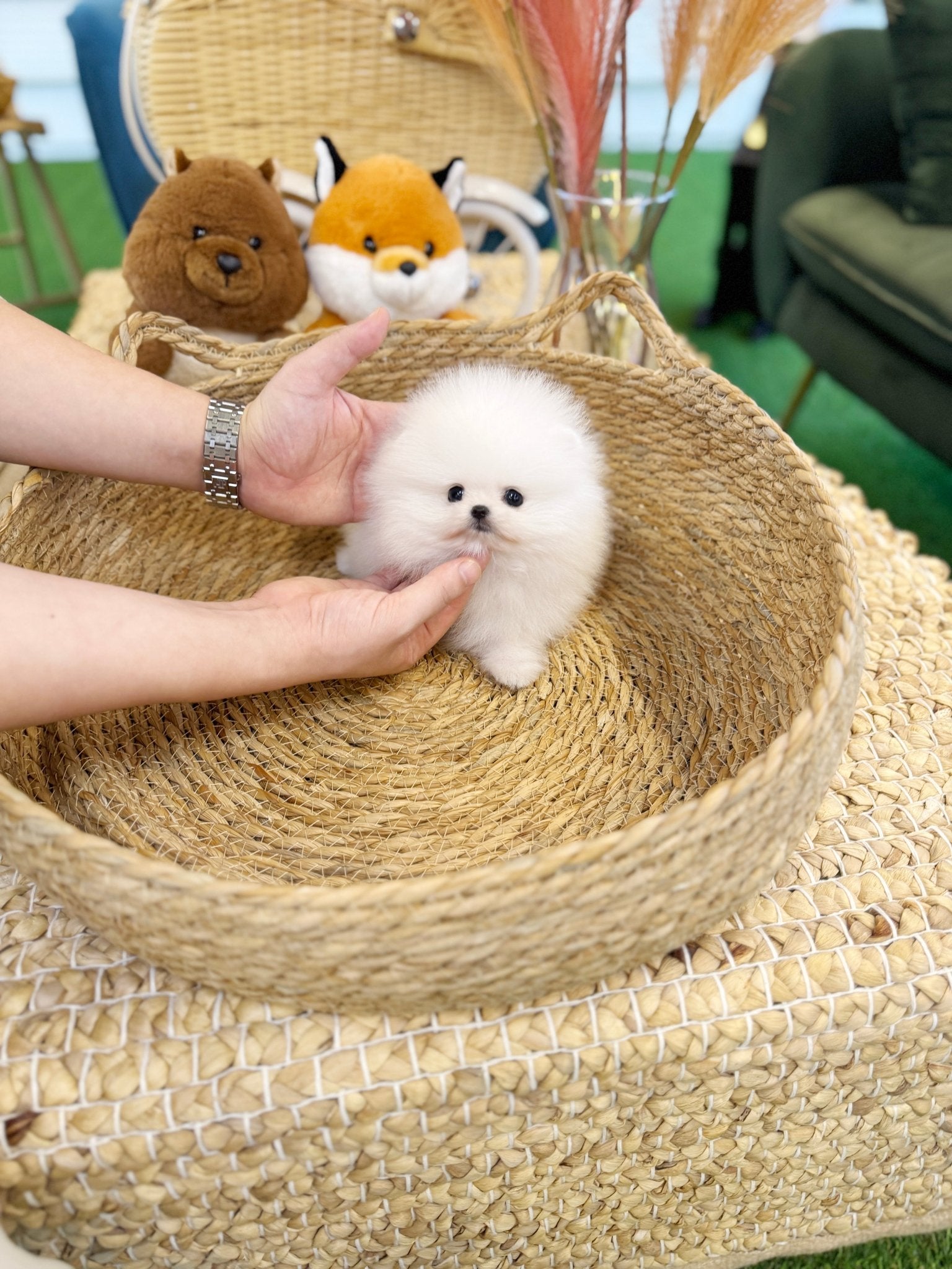Pomeranian - Mario(Male) - Beautiful puppy teacup puppy with adorable features available for adoption from Velydog