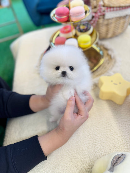 Pomeranian - Marshmallow(Male) - Beautiful puppy teacup puppy with adorable features available for adoption from Velydog