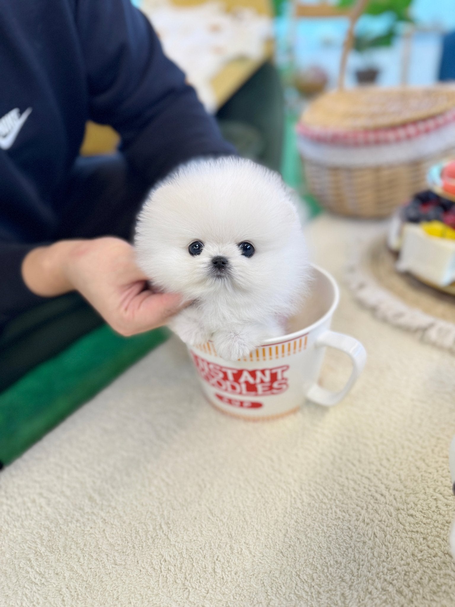 Pomeranian - Marshmallow(Male) - Beautiful puppy teacup puppy with adorable features available for adoption from Velydog