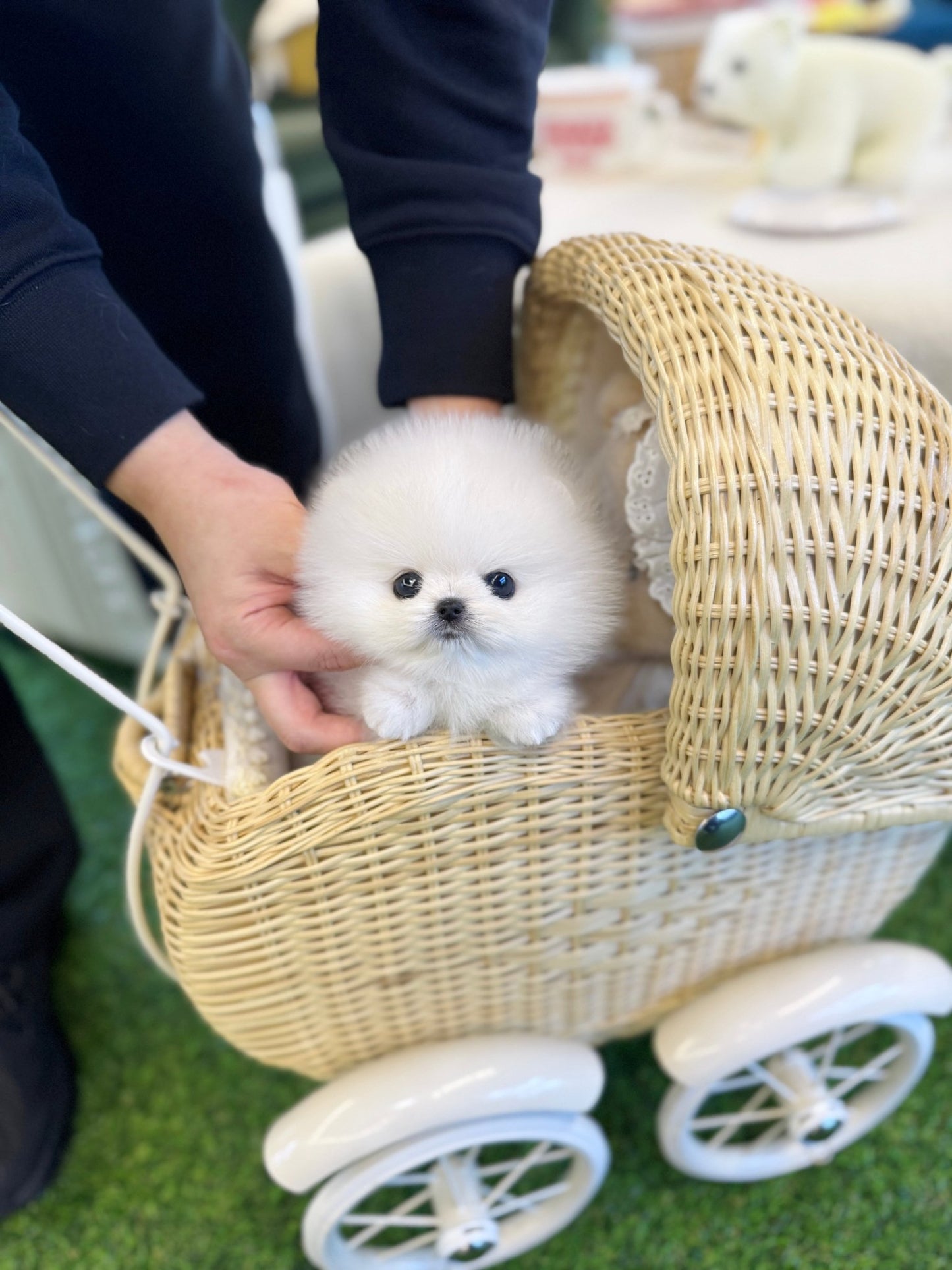 Pomeranian - Marshmallow(Male) - Beautiful puppy teacup puppy with adorable features available for adoption from Velydog