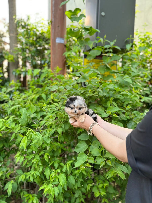 Pomeranian - Maya(Female) - Beautiful puppy teacup puppy with adorable features available for adoption from Velydog