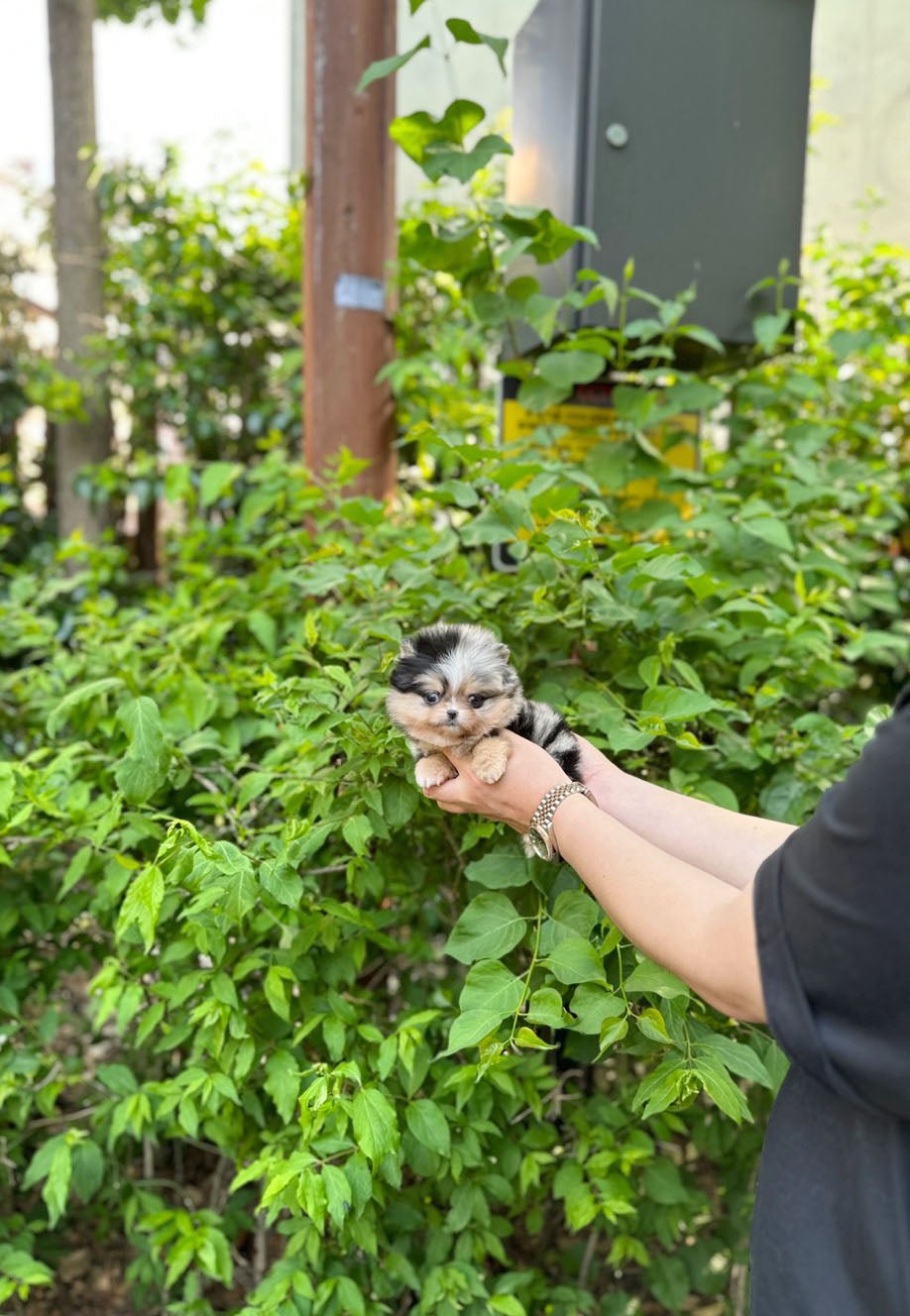 Pomeranian - Maya(Female) - Beautiful puppy teacup puppy with adorable features available for adoption from Velydog