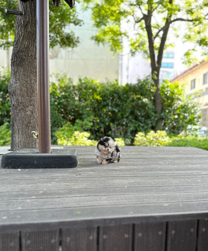 Pomeranian - Maya(Female) - Beautiful puppy teacup puppy with adorable features available for adoption from Velydog