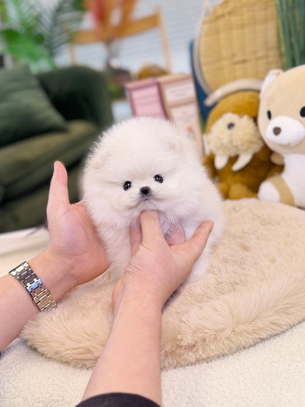 Pomeranian - May(Female) - Beautiful puppy teacup puppy with adorable features available for adoption from Velydog