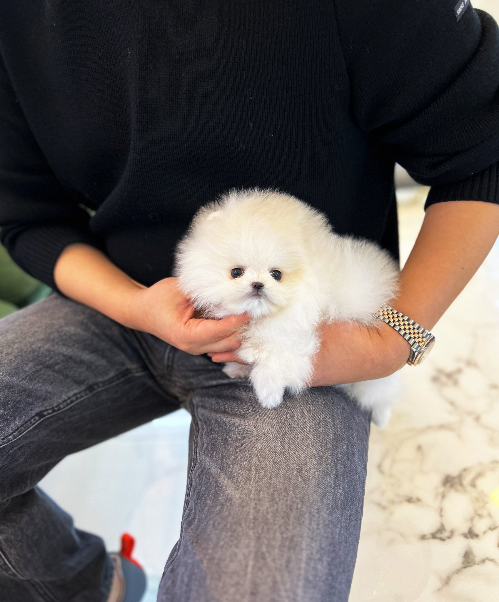 Pomeranian - Meloh(Male) - Beautiful puppy teacup puppy with adorable features available for adoption from Velydog