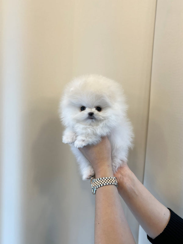 Pomeranian - Meloh(Male) - Beautiful puppy teacup puppy with adorable features available for adoption from Velydog