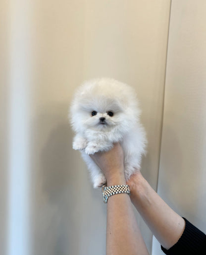 Pomeranian - Meloh(Male) - Beautiful puppy teacup puppy with adorable features available for adoption from Velydog