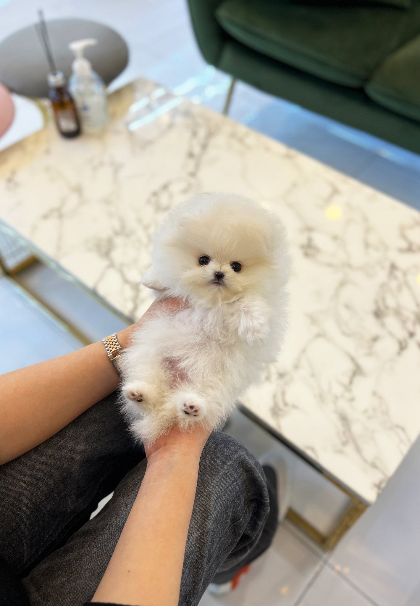 Pomeranian - Meloh(Male) - Beautiful puppy teacup puppy with adorable features available for adoption from Velydog