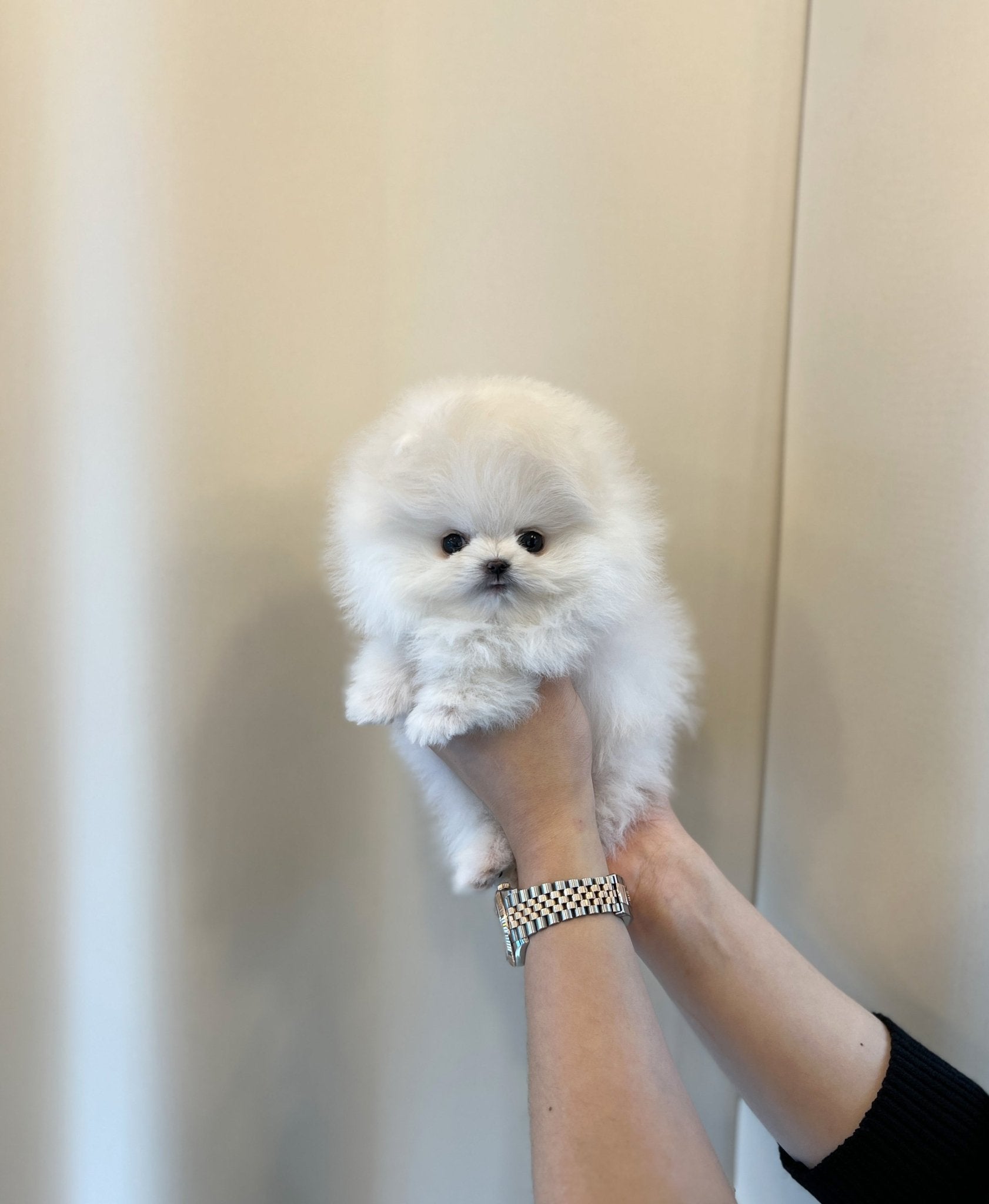 Pomeranian - Meloh(Male) - Beautiful puppy teacup puppy with adorable features available for adoption from Velydog