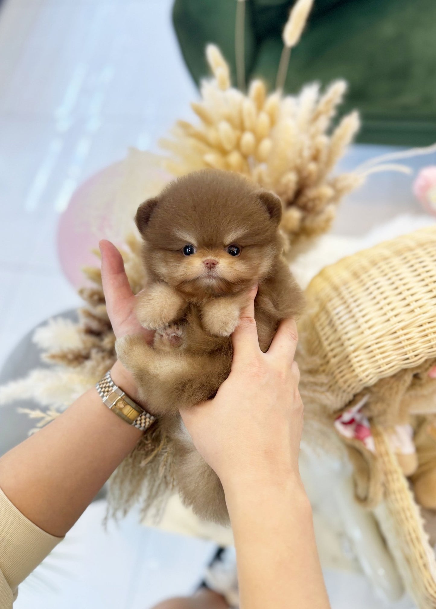 Pomeranian - Mickey(Male) - Beautiful puppy teacup puppy with adorable features available for adoption from Velydog