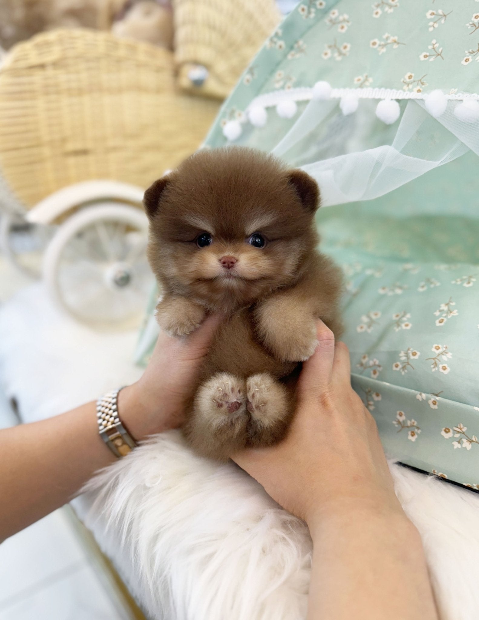 Pomeranian - Mickey(Male) - Beautiful puppy teacup puppy with adorable features available for adoption from Velydog