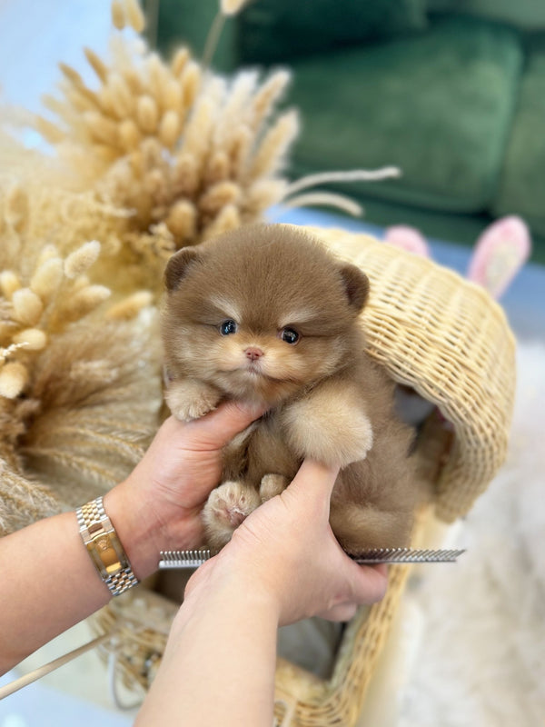 Pomeranian - Mickey(Male) - Beautiful puppy teacup puppy with adorable features available for adoption from Velydog