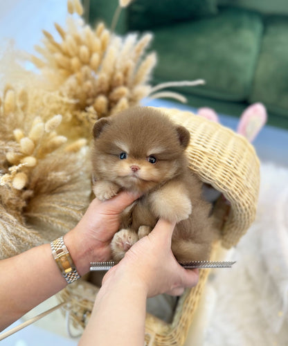 Pomeranian - Mickey(Male) - Beautiful puppy teacup puppy with adorable features available for adoption from Velydog