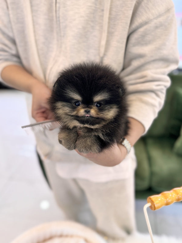 Pomeranian - Mila(Female) - Beautiful puppy teacup puppy with adorable features available for adoption from Velydog