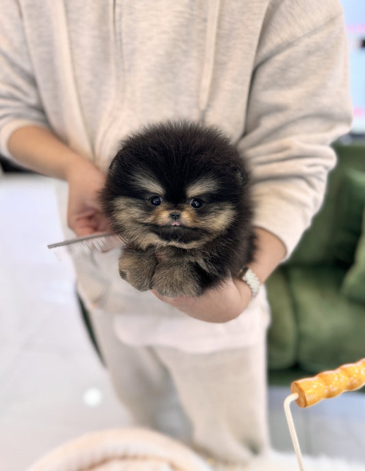 Pomeranian - Mila(Female) - Beautiful puppy teacup puppy with adorable features available for adoption from Velydog