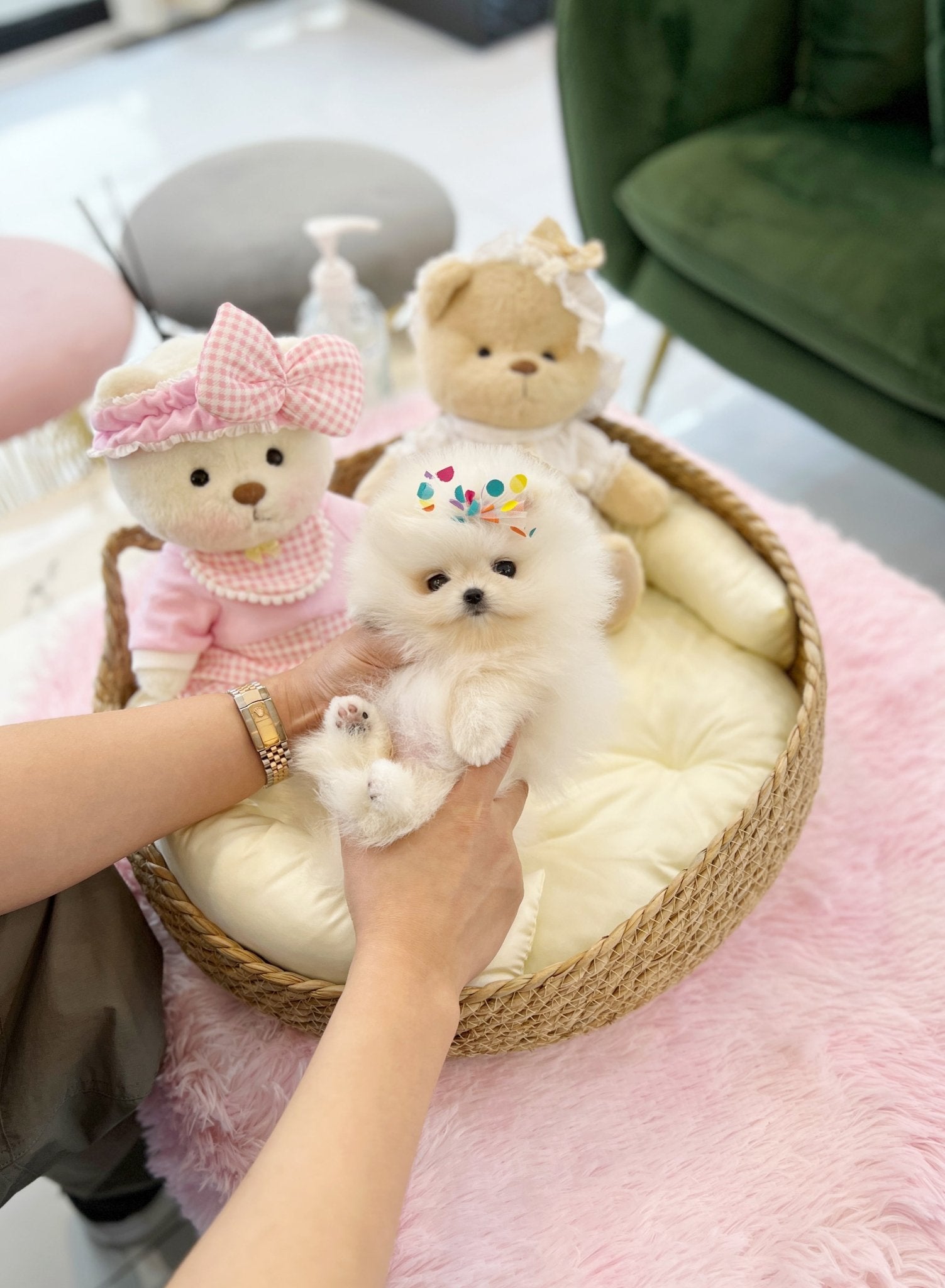 Pomeranian - Mingky(Male) - Beautiful puppy teacup puppy with adorable features available for adoption from Velydog