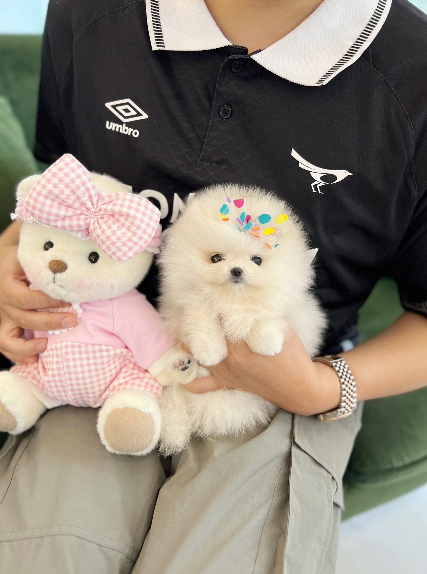 Pomeranian - Mingky(Male) - Beautiful puppy teacup puppy with adorable features available for adoption from Velydog