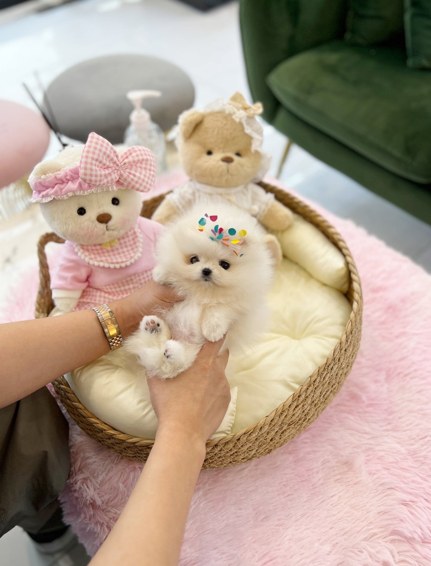 Pomeranian - Mingky(Male) - Beautiful puppy teacup puppy with adorable features available for adoption from Velydog