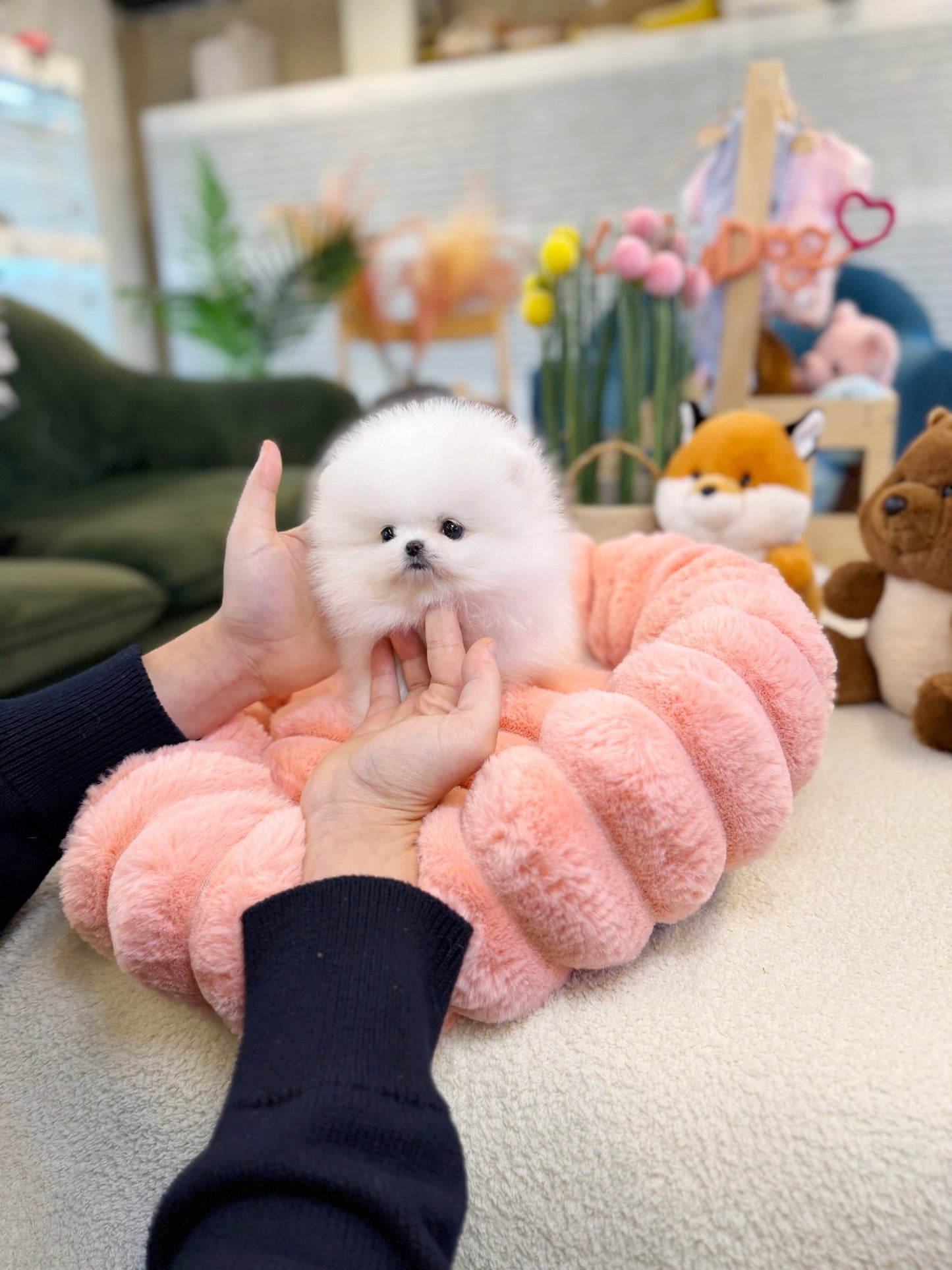 Pomeranian - Mochi(Female) - Beautiful puppy teacup puppy with adorable features available for adoption from Velydog