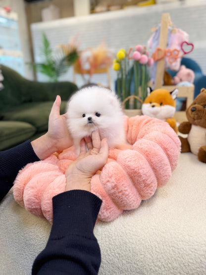 Pomeranian - Mochi(Female) - Beautiful puppy teacup puppy with adorable features available for adoption from Velydog