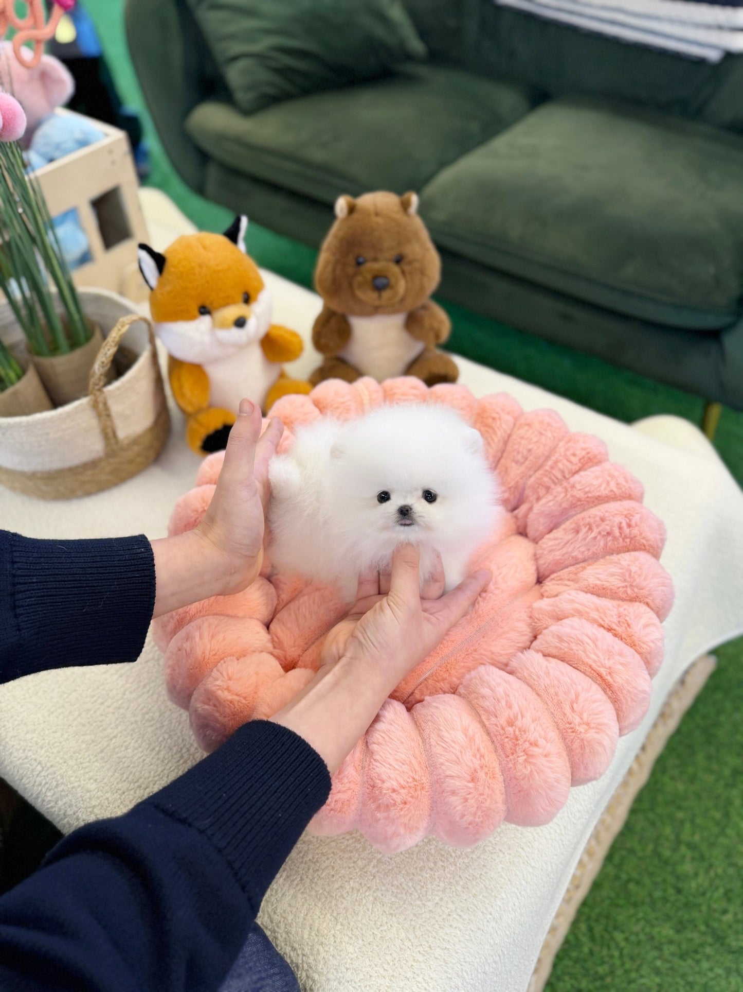 Pomeranian - Mochi(Female) - Beautiful puppy teacup puppy with adorable features available for adoption from Velydog