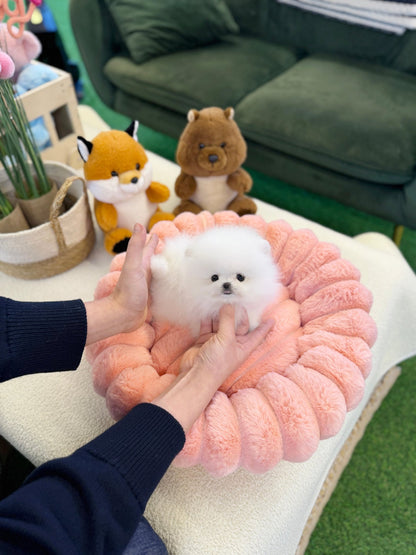 Pomeranian - Mochi(Female) - Beautiful puppy teacup puppy with adorable features available for adoption from Velydog