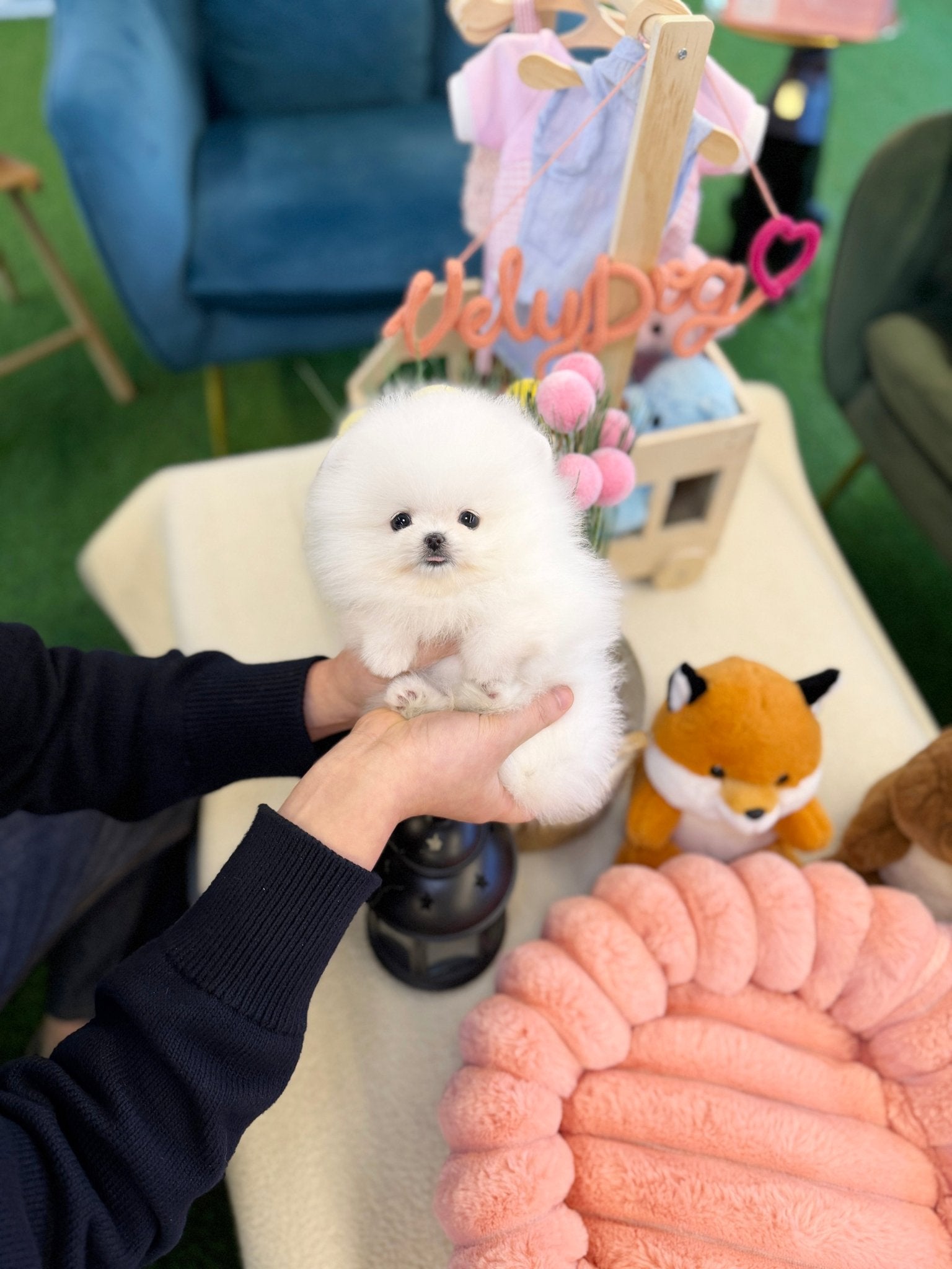 Pomeranian - Mochi(Female) - Beautiful puppy teacup puppy with adorable features available for adoption from Velydog