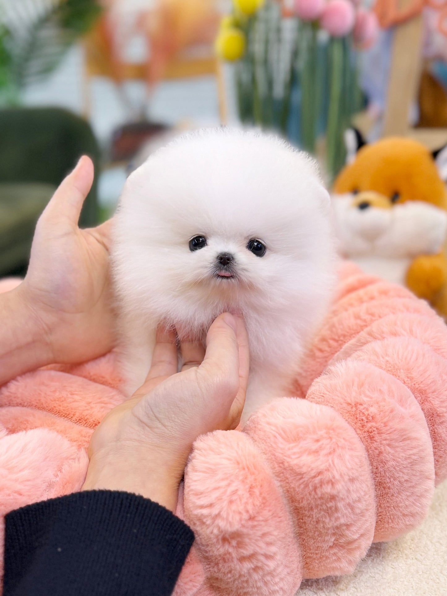 Pomeranian - Mochi(Female) - Beautiful puppy teacup puppy with adorable features available for adoption from Velydog