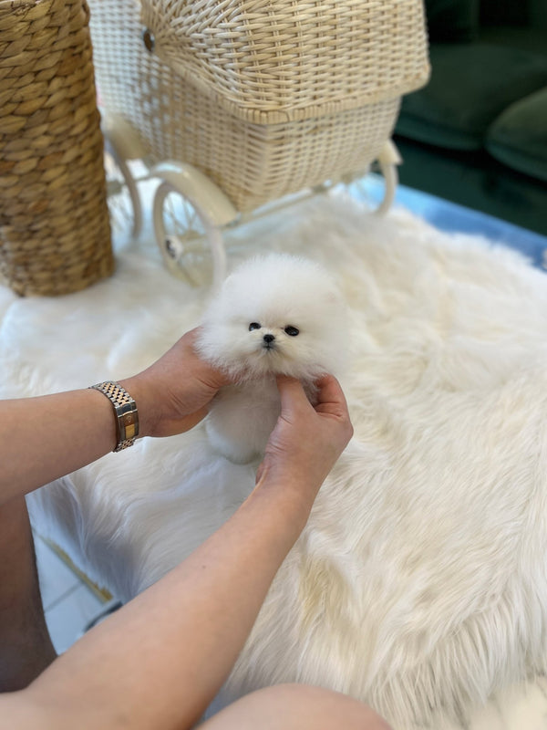 Pomeranian - Mochi(Male) - Beautiful puppy teacup puppy with adorable features available for adoption from Velydog