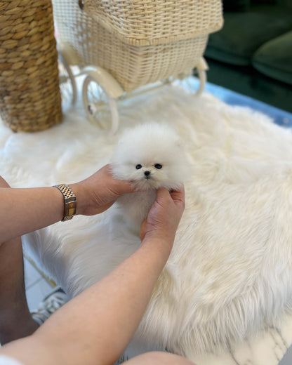 Pomeranian - Mochi(Male) - Beautiful puppy teacup puppy with adorable features available for adoption from Velydog