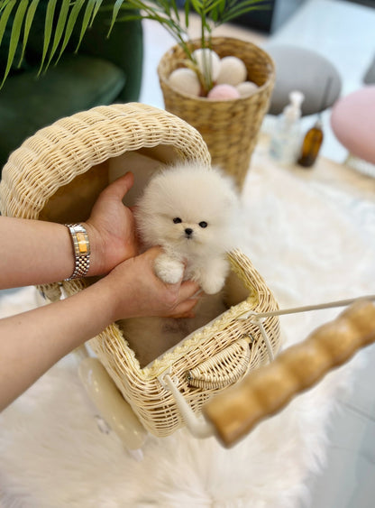 Pomeranian - Mochi(Male) - Beautiful puppy teacup puppy with adorable features available for adoption from Velydog