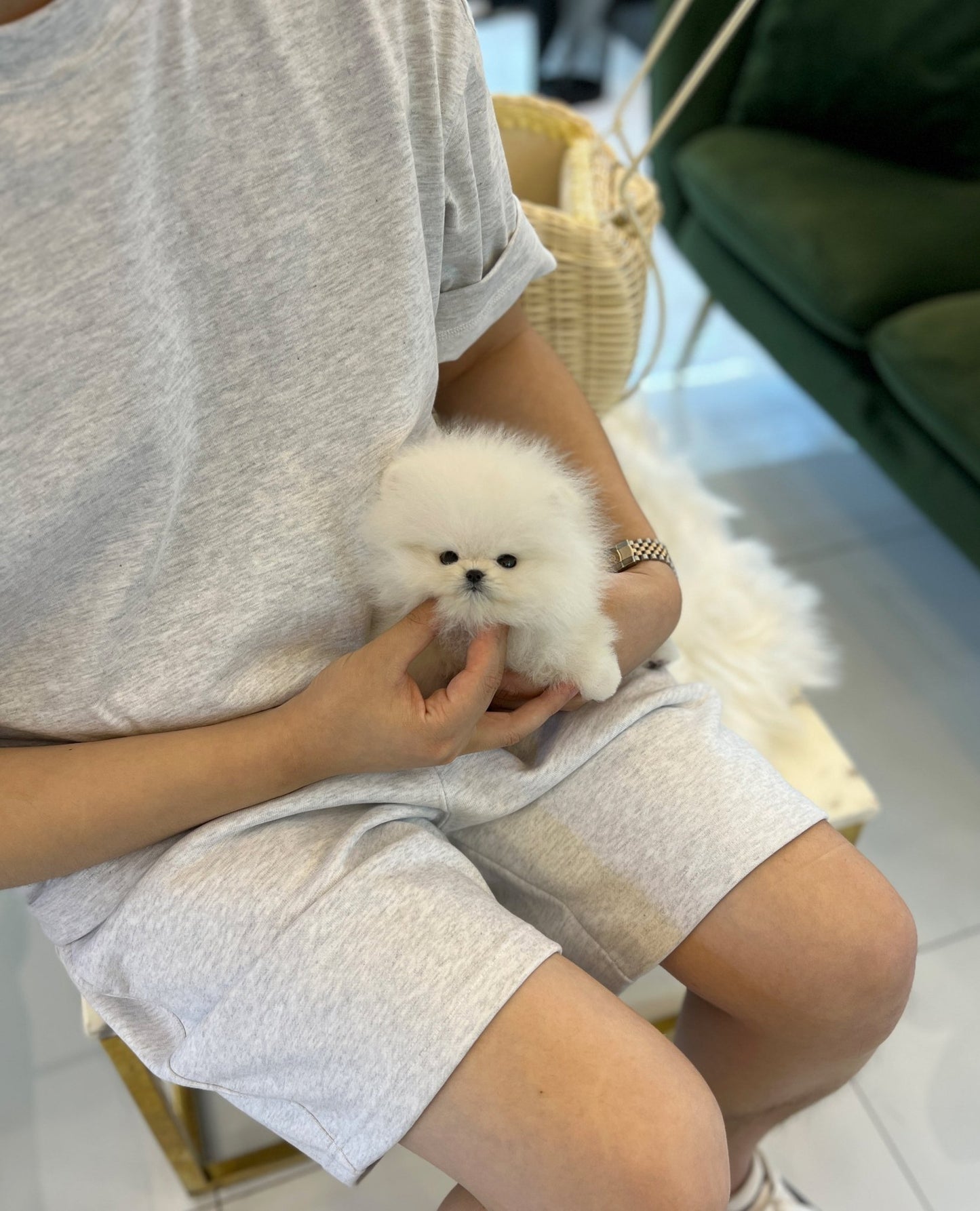 Pomeranian - Mochi(Male) - Beautiful puppy teacup puppy with adorable features available for adoption from Velydog