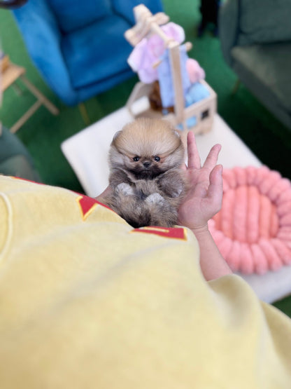 Pomeranian - Molly(Female) - Beautiful puppy teacup puppy with adorable features available for adoption from Velydog