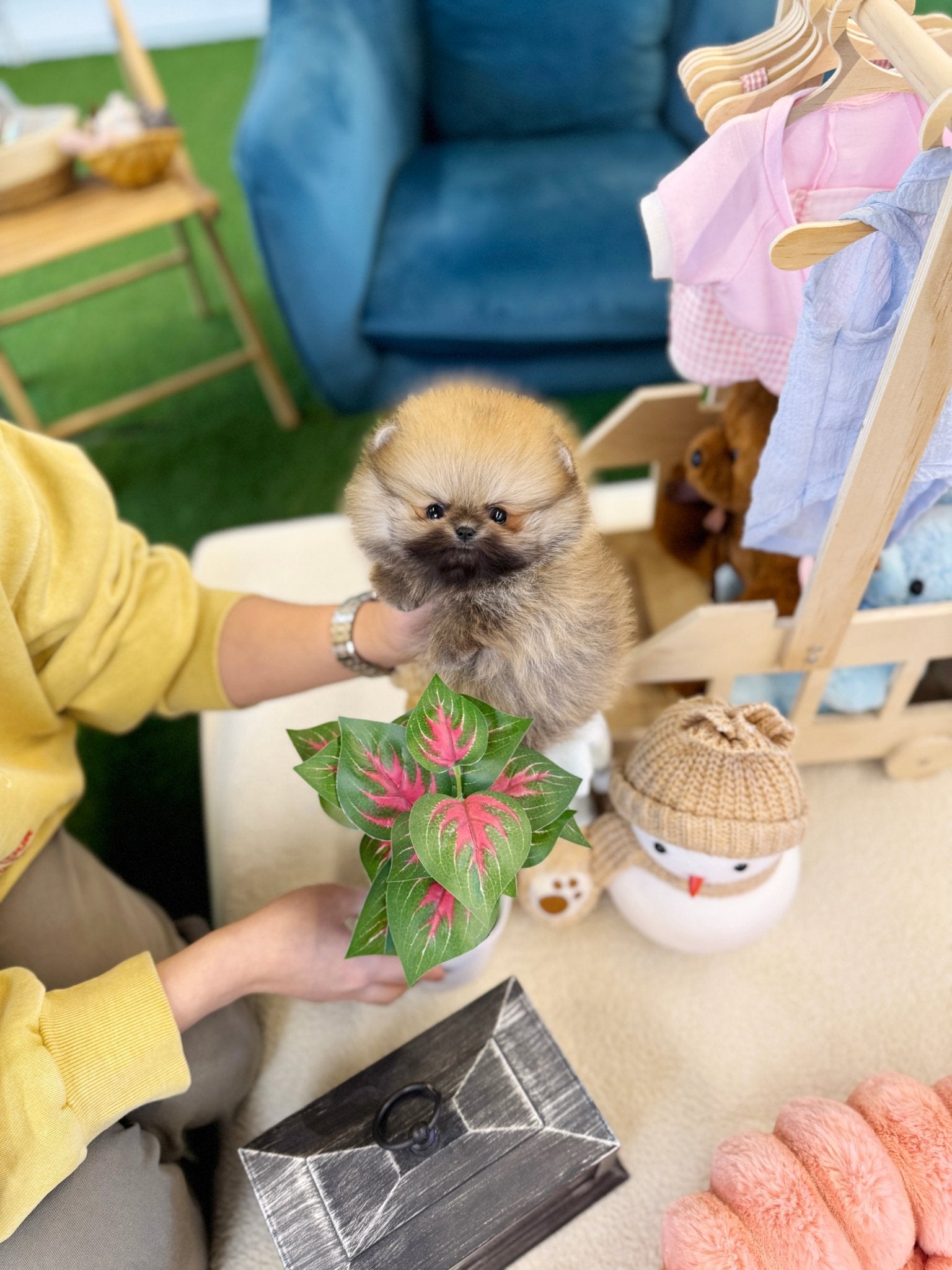 Pomeranian - Molly(Female) - Beautiful puppy teacup puppy with adorable features available for adoption from Velydog