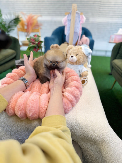 Pomeranian - Molly(Female) - Beautiful puppy teacup puppy with adorable features available for adoption from Velydog