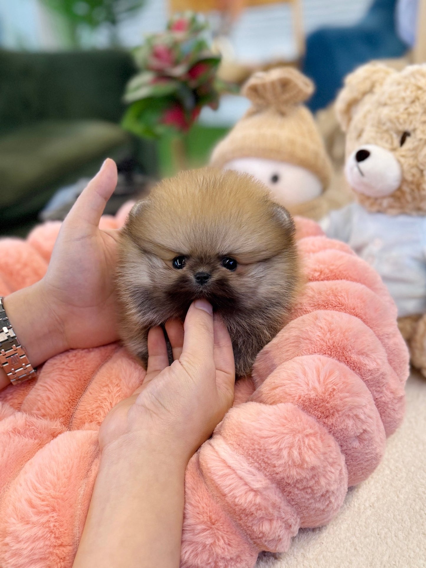 Pomeranian - Molly(Female) - Beautiful puppy teacup puppy with adorable features available for adoption from Velydog