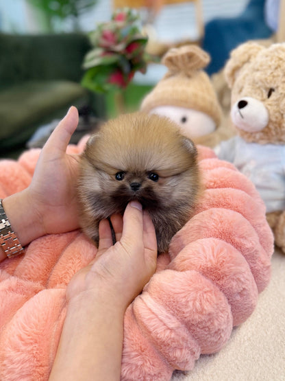 Pomeranian - Molly(Female) - Beautiful puppy teacup puppy with adorable features available for adoption from Velydog